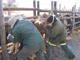 Botswana: Government moves to mitigate Fmd risk