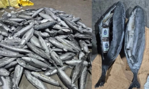 Maroc: près de 4 tonnes de chira saisies au port Tanger med   