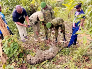 Gabon : une panthère abattue après avoir dévoré un chef de village