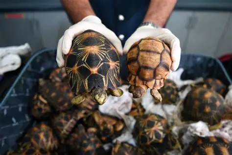 Madagascar : saisie de 167 tortues destinées au trafic illégal