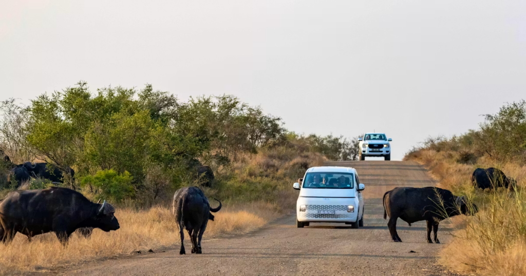 Afrique du Sud: deux touristes assassinés dans le célèbre parc national Kruger