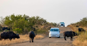 Afrique du Sud: deux touristes assassinés dans le célèbre parc national Kruger