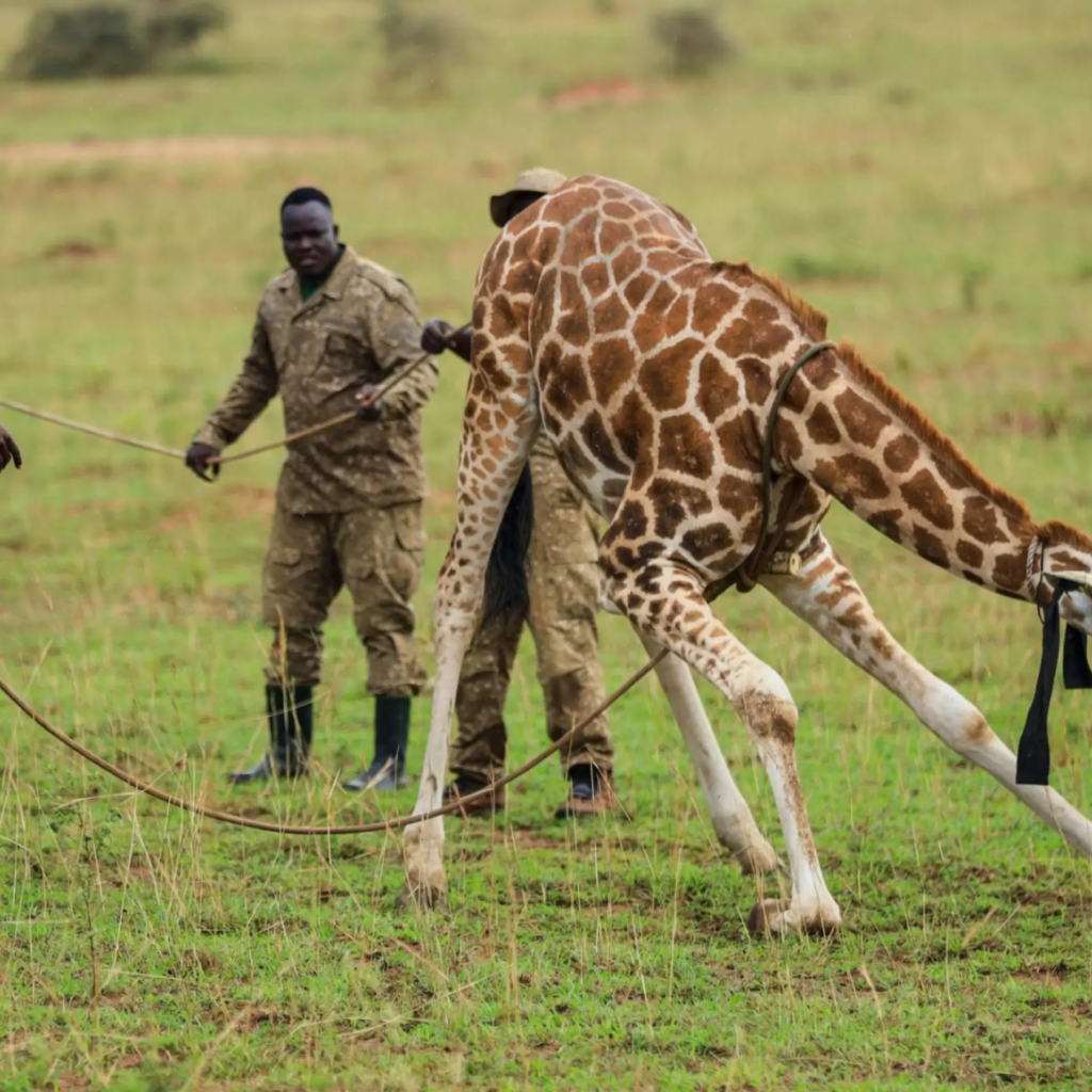 Ouganda : 12 girafes transférées dans un effort de restauration écologique