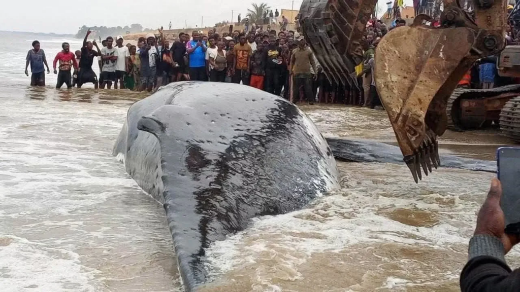 RDC : la baleine échouée sur la côte atlantique évacuée pour son inhumation à Muanda