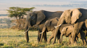 Kenya : la mort des 15 éléphants liée à un empoissonnement au cyanure