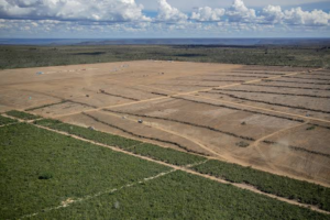 Algérie : Lancement dimanche de la campagne de plantation 2026-2027
