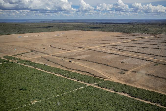 Algérie : Lancement dimanche de la campagne de plantation 2026-2027