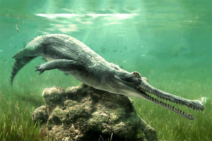 L&rsquo;Egypte découvre un nouveau genre de crocodile vieux de 45 millions d&rsquo;années, baptisé « le crocodile du Sphinx »